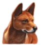 Dingo